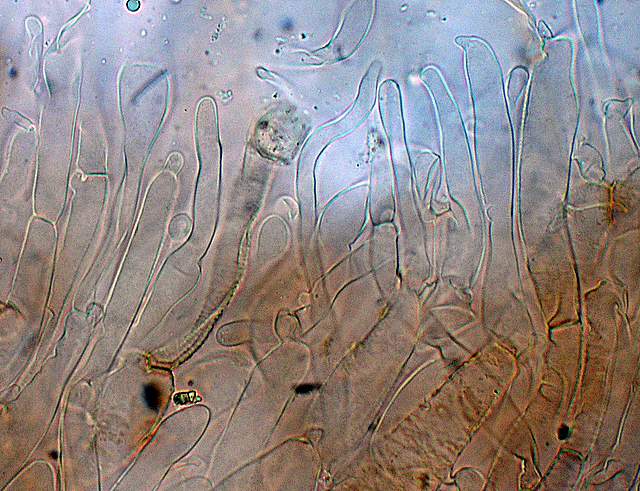 Cortinarius spec. Cod.:2392-7